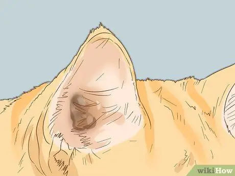 Помощь глухому коту Шаг 8