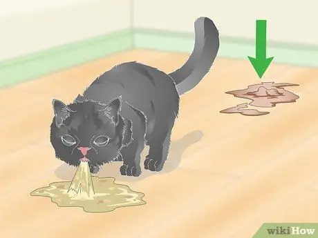 Устранение круглых червей у кошек Шаг 2