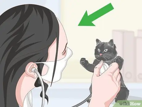 Устранение круглых червей у кошек Шаг 4