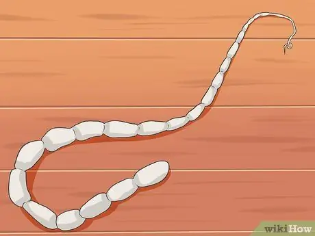 Лечить ленточного червя у кошек Шаг 1