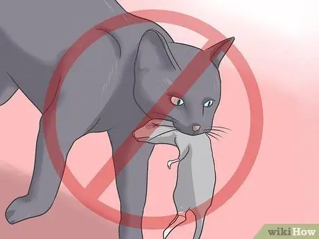 Лечить ленточного червя у кошек Шаг 10