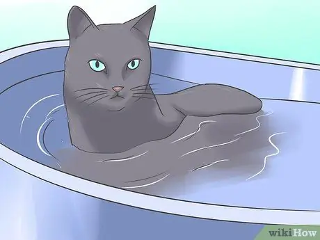 Лечить ленточного червя у кошек Шаг 11