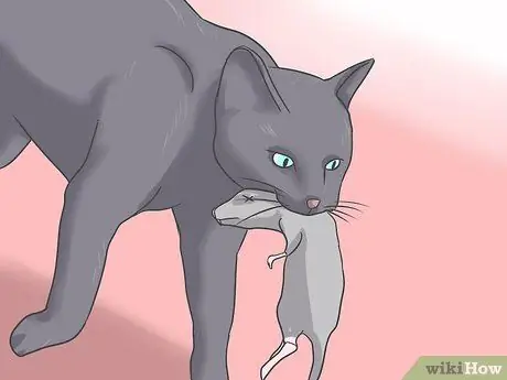 Лечить ленточного червя у кошек Шаг 5