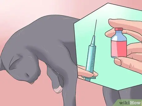 Лечить ленточного червя у кошек Шаг 8