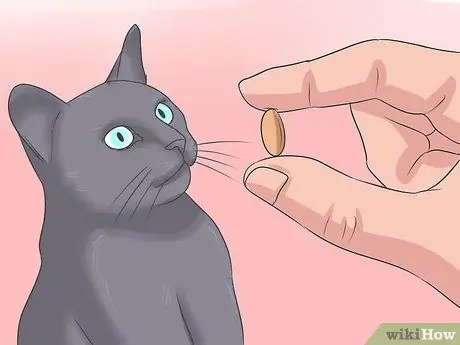 Лечить ленточного червя у кошек Шаг 9