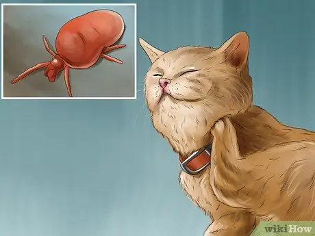 Избавиться от заражения кошачьими клещами Шаг 1