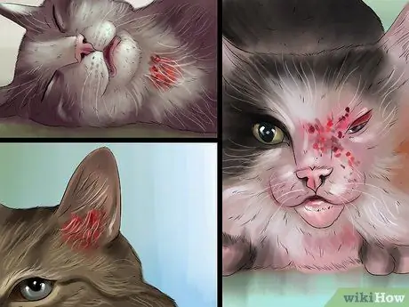 Избавиться от заражения кошачьим клещом Шаг 3