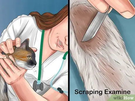 Избавиться от заражения кошачьими клещами Шаг 4