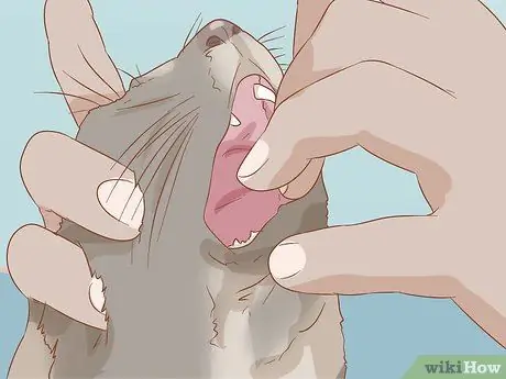 Лечить волчью пасть у кошек Шаг 11