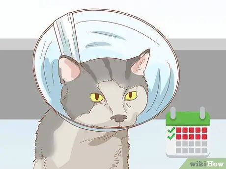 Лечить волчью пасть у кошек Шаг 12