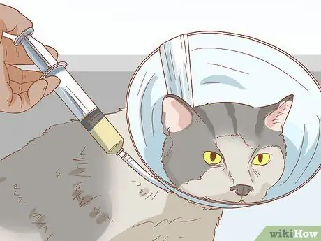 Лечить волчью пасть у кошек Шаг 13