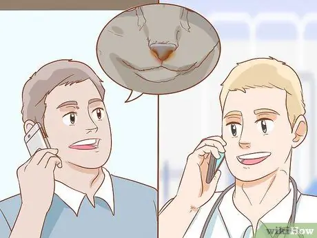 Лечить волчью пасть у кошек Шаг 14