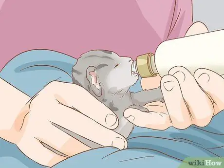 Лечить волчью пасть у кошек Шаг 7