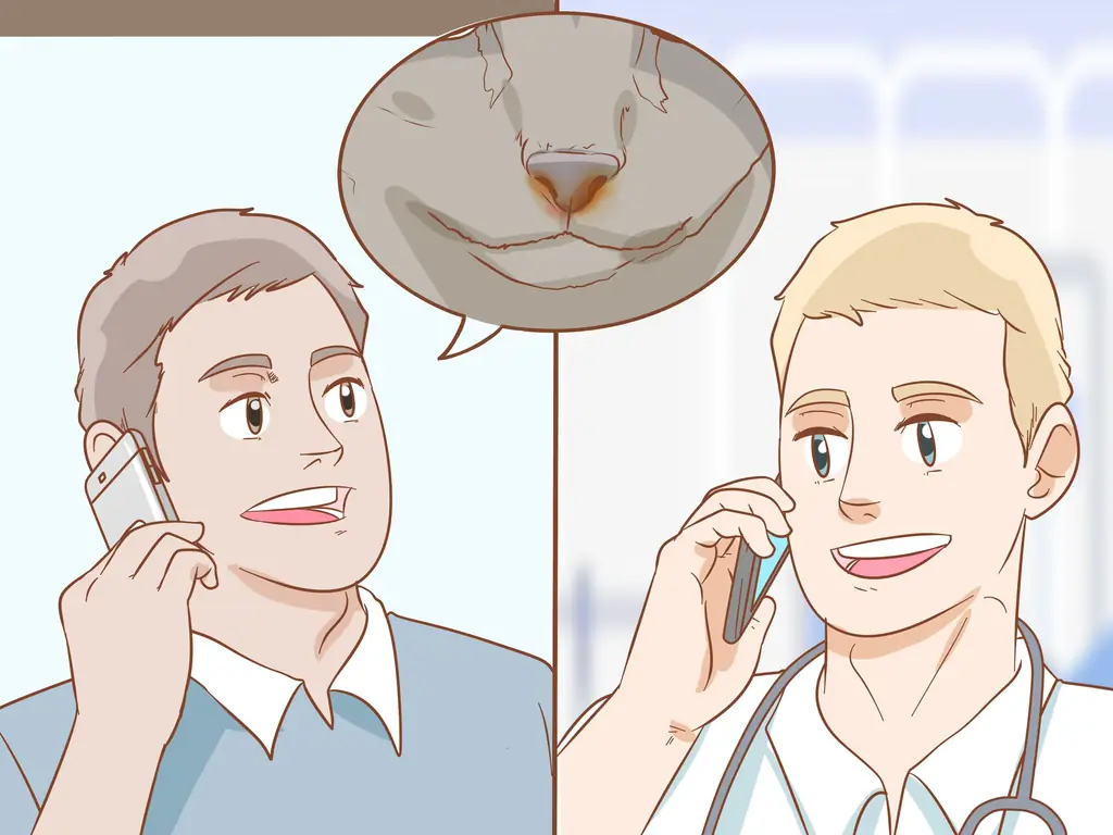 Как лечить волчью пасть у кошек: 14 шагов (с иллюстрациями)