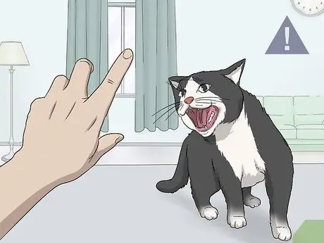 Успокойте свою кошку массажем Шаг 6