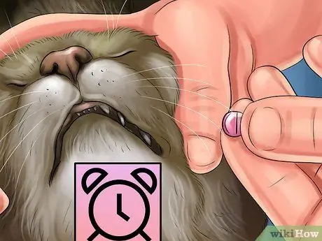 Дайте амлодипин безилат кошкам с высоким кровяным давлением Шаг 6