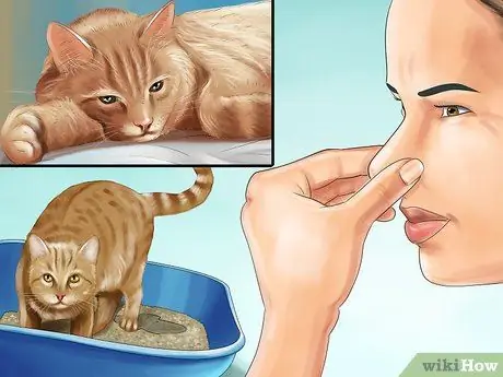 Дайте амлодипин безилат кошкам с высоким кровяным давлением Шаг 9