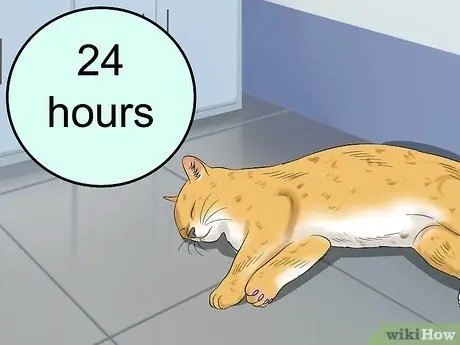 Лечение кардиомиопатии у кошек Шаг 1