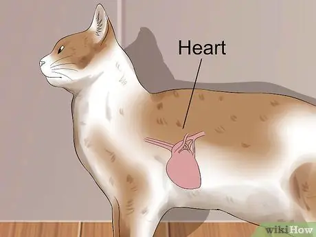 Лечить кардиомиопатию у кошек Шаг 10