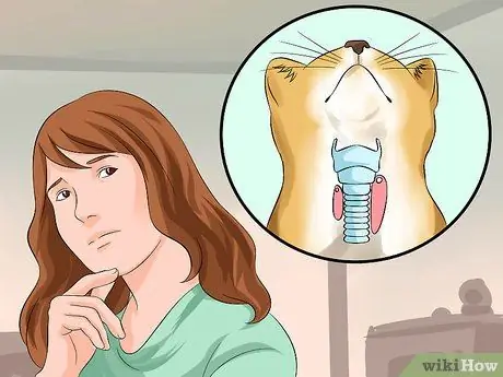 Лечить кардиомиопатию у кошек Шаг 12