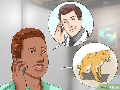 Лечить кардиомиопатию у кошек Шаг 3