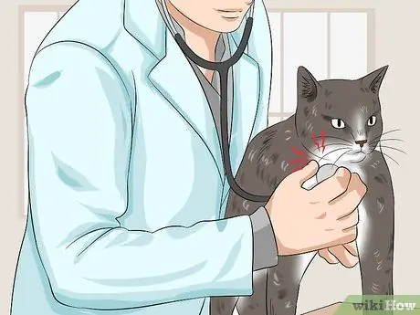 Лечить кардиомиопатию у кошек Шаг 4