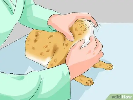 Лечить кардиомиопатию у кошек Шаг 5