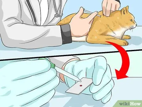 Лечить кардиомиопатию у кошек Шаг 6