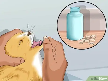 Лечить кардиомиопатию у кошек Шаг 7