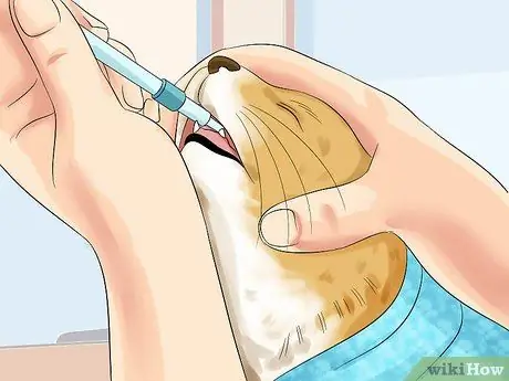 Лечить кардиомиопатию у кошек Шаг 9