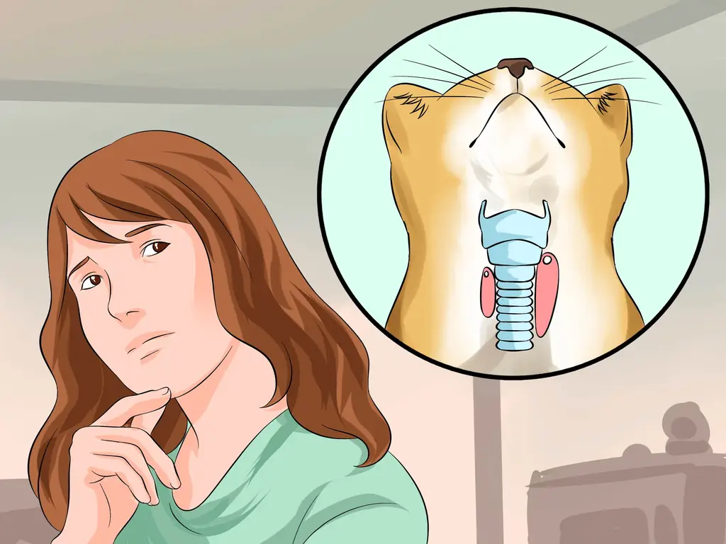 Как лечить кардиомиопатию у кошек: 12 шагов (с иллюстрациями)