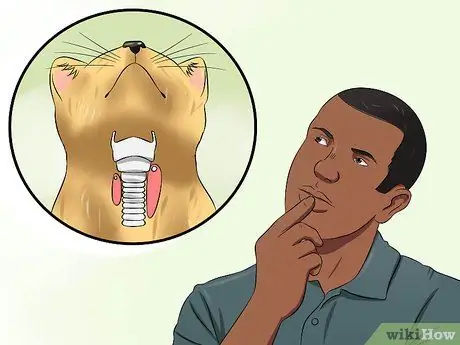 Диагностика высокого уровня щитовидной железы у кошки Шаг 12