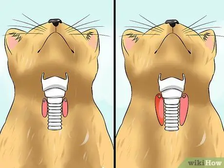 Диагностика высокого уровня щитовидной железы у кошки Шаг 13