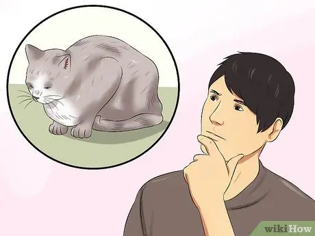 Диагностика высокого уровня щитовидной железы у кошки Шаг 14