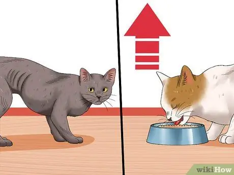 Диагностика повышенного уровня щитовидной железы у кошки Шаг 2