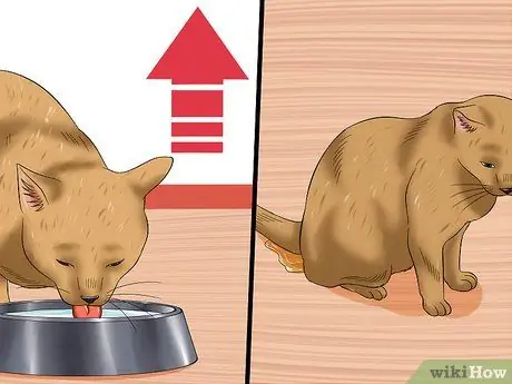 Диагностика высокого уровня щитовидной железы у кошки Шаг 3