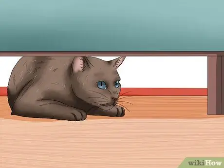 Диагностика повышенного уровня щитовидной железы у кошки Шаг 4