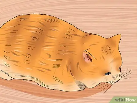 Диагностика высокого уровня щитовидной железы у кошки Шаг 5