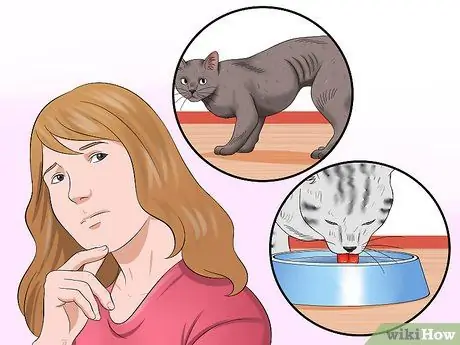 Диагностика повышенного уровня щитовидной железы у кошки Шаг 7