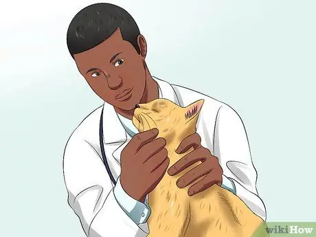 Диагностика высокого уровня щитовидной железы у кошки Шаг 8