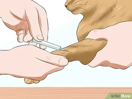 Диагностика высокого уровня щитовидной железы у кошки Шаг 9