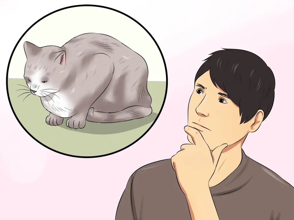 Как диагностировать высокий уровень щитовидной железы у кошки: 14 шагов