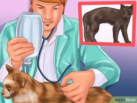 Лечить лимфому кишечника кошек Шаг 10