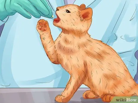 Лечить лимфому кишечника кошек Шаг 13