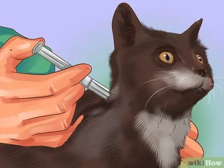 Лечение лимфомы кишечника кошек Шаг 2