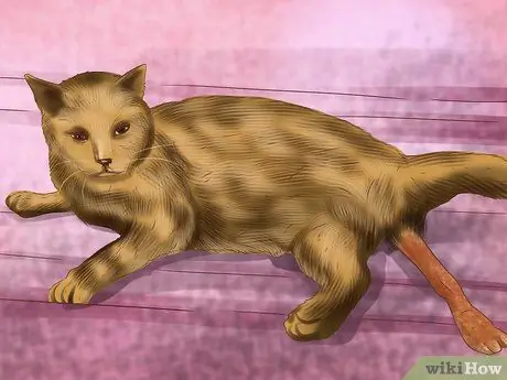 Лечить лимфому кишечника кошек Шаг 4