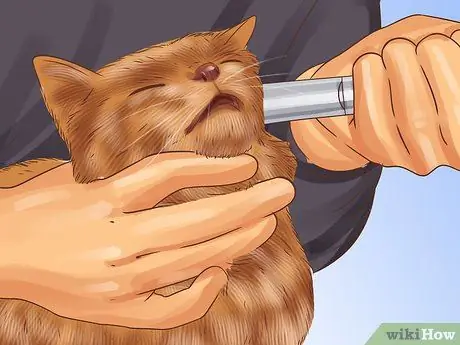 Лечение лимфомы кишечника кошек Шаг 5