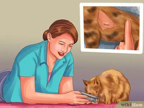 Лечить лимфому кишечника кошек Шаг 8