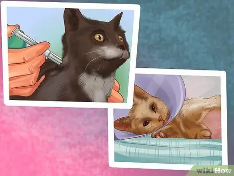 Лечить лимфому кишечника кошек Шаг 9