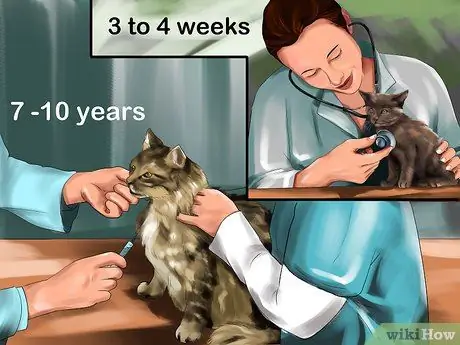 Добавка Таурин для кошек Шаг 1